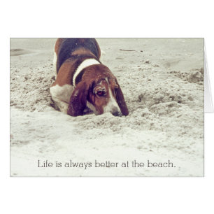 Hunde am Strand, Hunde graben in Sand