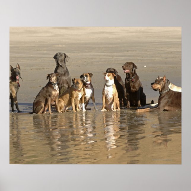 Hunde am Strand Poster (Vorne)