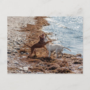 Hunde am Strand Postkarte