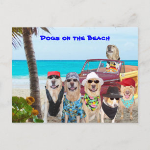 Hunde am Strand Postkarte
