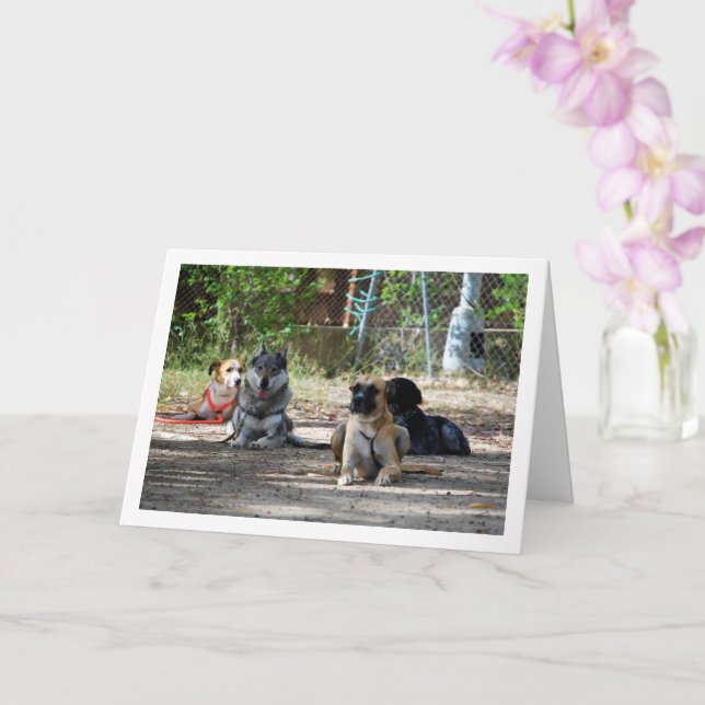 Hunde an der Schulungsschule Karte (Orchidee)