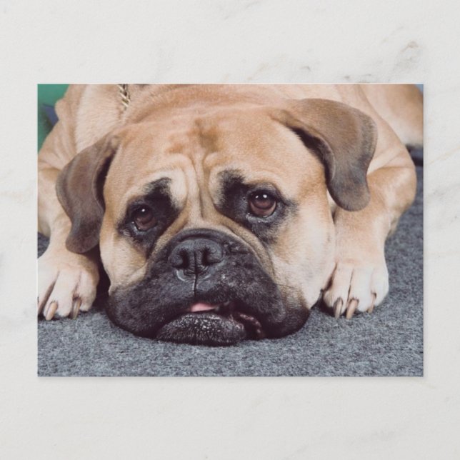 Hunde auf dem Boden Postkarte (Vorderseite)