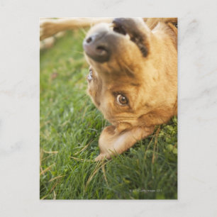Hunde auf der Rückseite rollen Postkarte