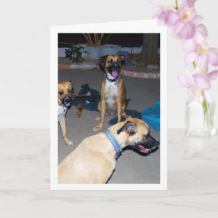 Hunde bei Nacht Karte