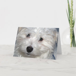 Hunde-Beileid Karte