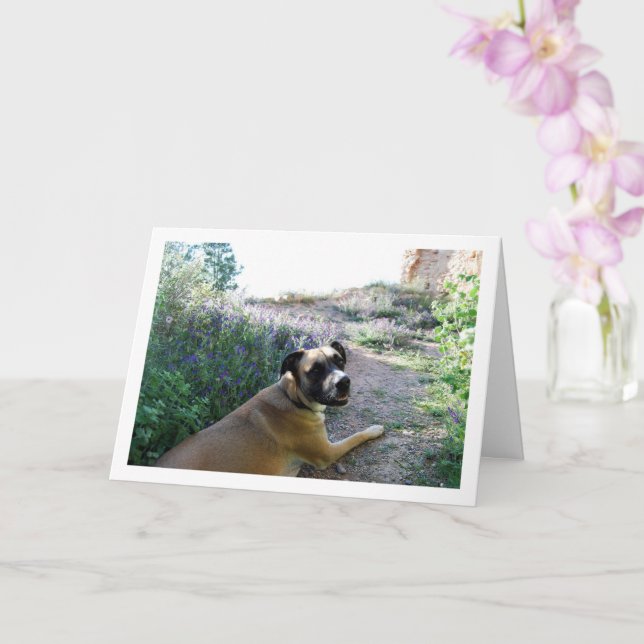 Hunde beim Verlegen in Wildblumen Portrait Karte (Orchidee)