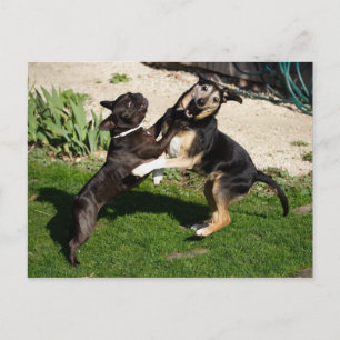 Hunde bekämpfen postkarte