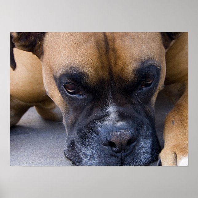 Hunde-Boxer-Plakat Poster (Vorne)