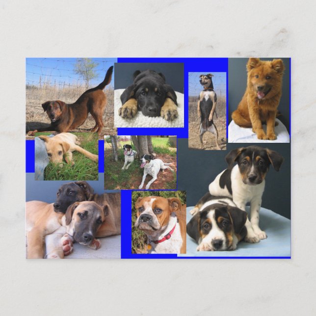 Hunde des OKC-Tierschutzhelters Postkarte (Vorderseite)