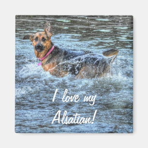 Hunde-Designs für Heimtiere Magnet