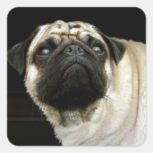 Hunde-Designs für Heimtiere Quadratischer Aufkleber