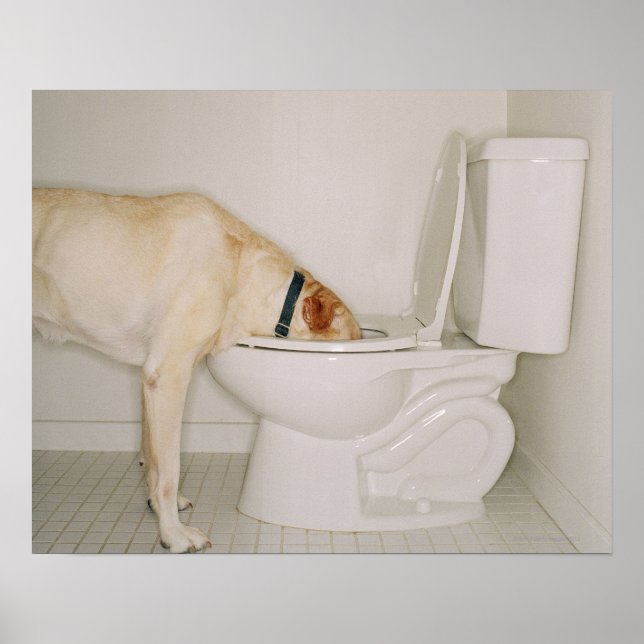 Hunde, die aus der Toilette trinken Poster (Vorne)