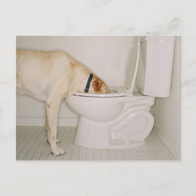 Hunde, die aus der Toilette trinken Postkarte (Vorderseite)