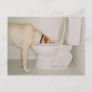 Hunde, die aus der Toilette trinken Postkarte