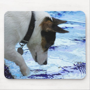 Hunde, die das Wasser am Pool berühren Mousepad