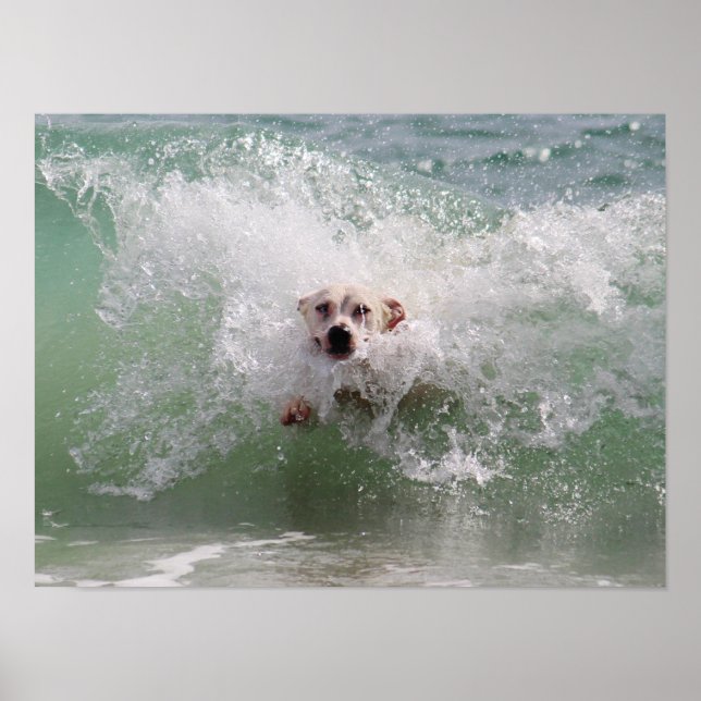 Hunde, die durch die Ozeanwelle laufen, Surfen, St Poster (Vorne)