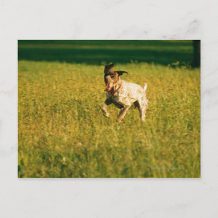 Hunde, die durch Gras laufen Postkarte
