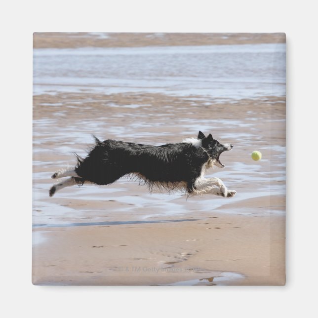 Hunde, die einen Ball am Strand jagen Magnet (Vorne)