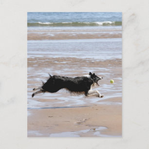 Hunde, die einen Ball am Strand jagen Postkarte