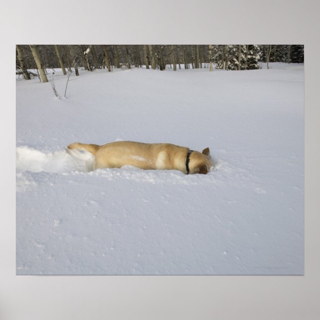 Hunde, die im Schnee aufbrechen Poster (Vorne)