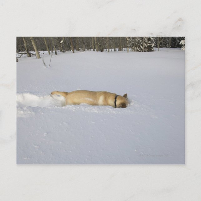 Hunde, die im Schnee aufbrechen Postkarte (Vorderseite)