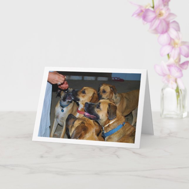 Hunde, die zum Lebensmittelportrait sitzen Karte (Orchidee)