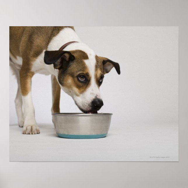 Hunde essen aus der Schüssel Poster (Vorne)