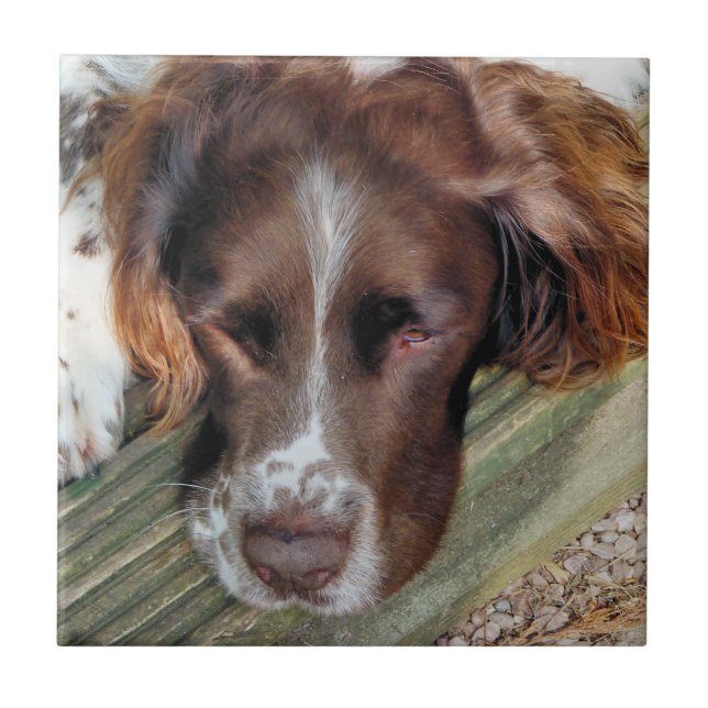 HUNDE FLIESE (Vorderseite)