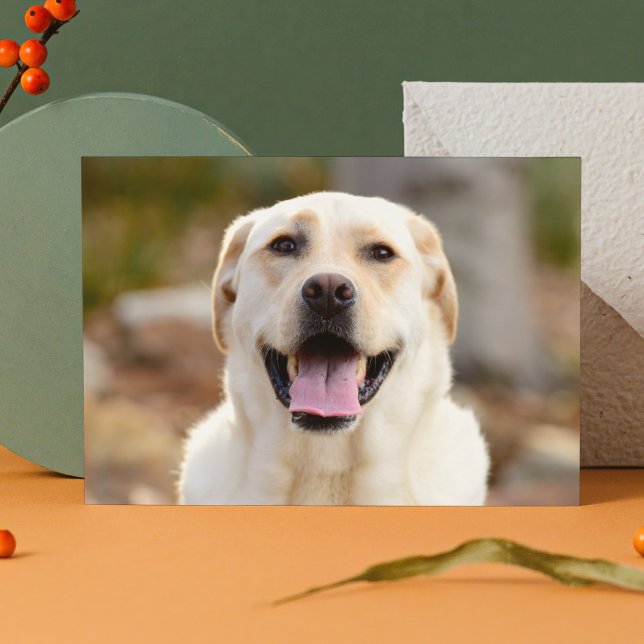 Hunde-Foto Feiertagspostkarte (Von Creator hochgeladen)