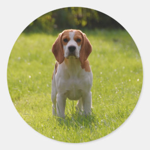 Hunde Foto Personalisiert Runder Aufkleber