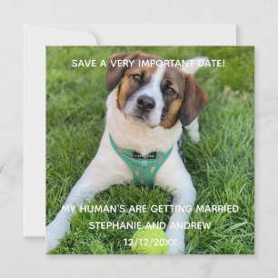Hunde-Foto-Speichern-Sie-das-Datum-Verlobung Karte