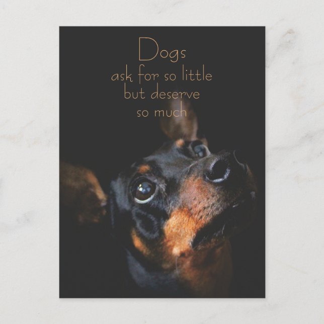 Hunde Fragte für so klein / Doberman Pinscher Postkarte (Vorderseite)