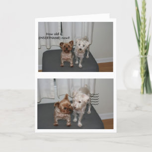 Hunde-Geburtstagskarte lachen Karte