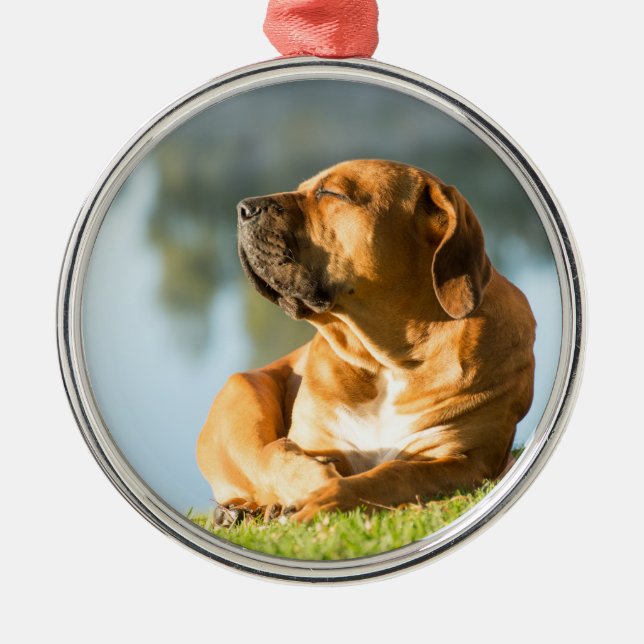 Hunde genießen die Morgensonne Ornament Aus Metall (Vorne)