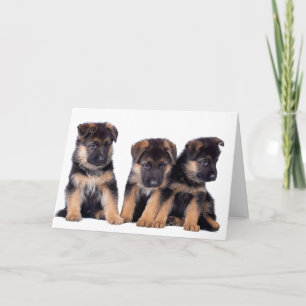 HUNDE GROOMER, VETERINÄR UND HUNDE WALKER KARTE