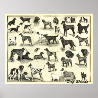 Hunde - Hunde Rassen - Hunde Hunde Printhunde Poster
