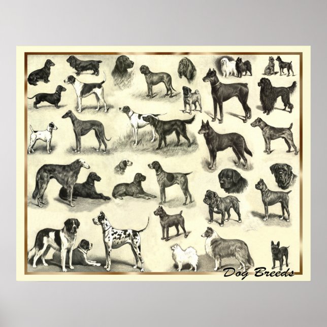 Hunde - Hunde Rassen - Hunde Hunde Printhunde Poster (Vorne)