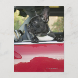 Hunde im Auto Postkarte