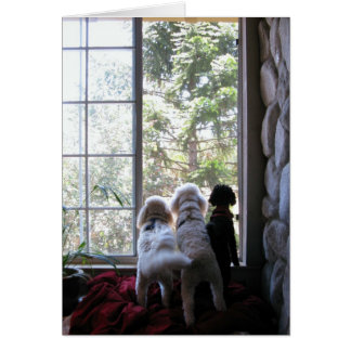 Hunde im Fenster