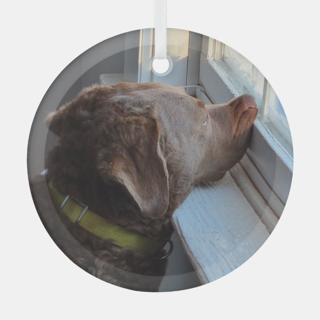 Hunde im Fenster Ornament Aus Glas (Vorderseite)