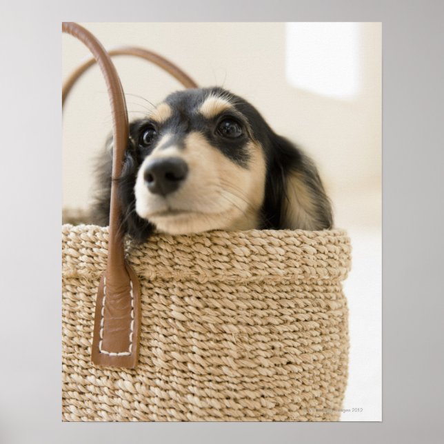 Hunde im Korb Poster (Vorne)