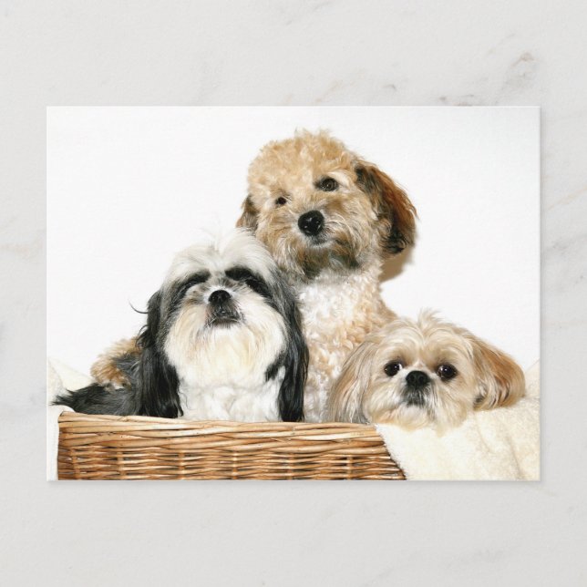 Hunde im Wäschekorb Postkarte (Vorderseite)