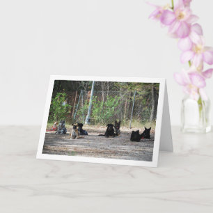 Hunde in der Hundeschule Karte