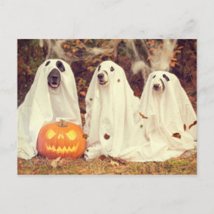Hunde in Ghost Costumes Funny Halloween Postkarte