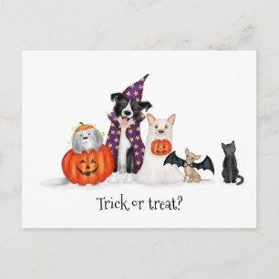 Hunde in Halloween-Kostümen Postkarte