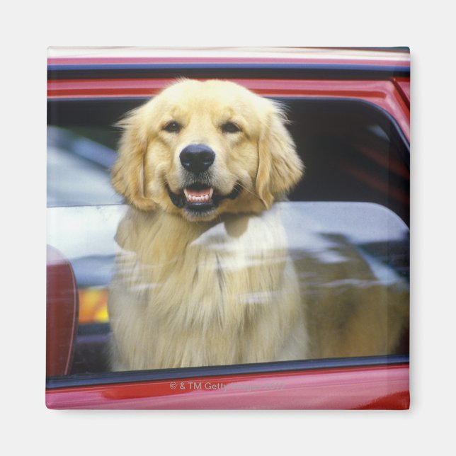Hunde in rotem Autofenster Magnet (Vorne)