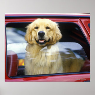 Hunde in rotem Autofenster Poster