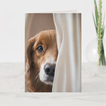 Hunde in Vorhängen für Vermisst Sie