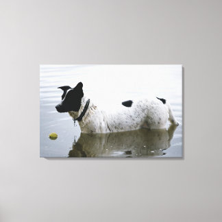 Hunde in Wasser mit Tennisball Leinwanddruck