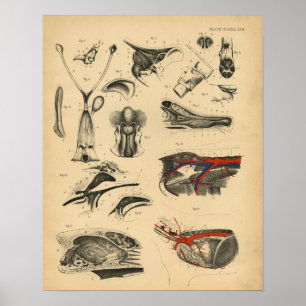 Hunde-Innere Anatomie 1908 Vintage-Druck Poster